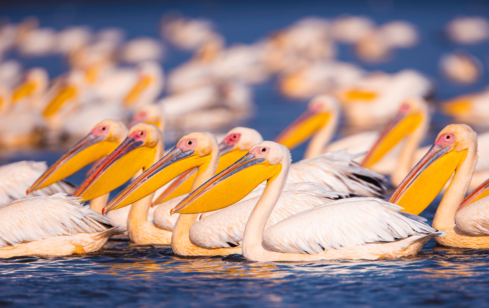 Danube Delta | Romania destination image 1