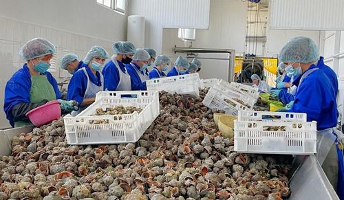 The Almus Shellfish Processing Plant view