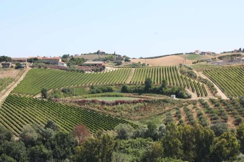 Wine and olive oil experience view